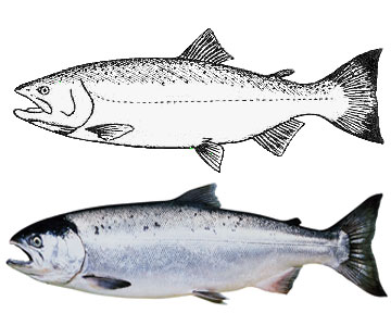 salmon_coho_lg.jpg